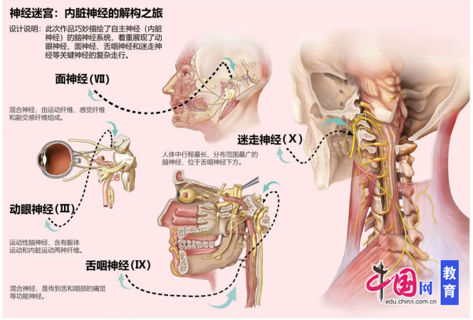 jbo竞博电子科技大学成都学院门生获天下医门生剖解学画图大赛一等奖(图2)