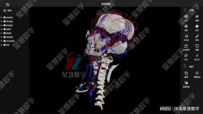 jbo竞博颈部静脉、舌动脉……VR口腔剖解假造仿真让脉管进修像在玩游戏